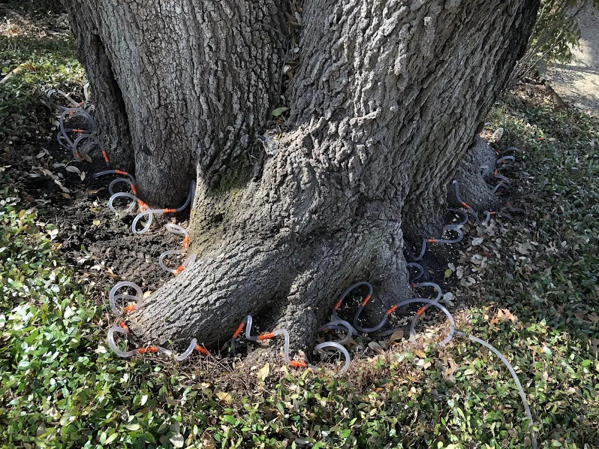 Detailed Tree Cabling and Bracing job site in Necedah